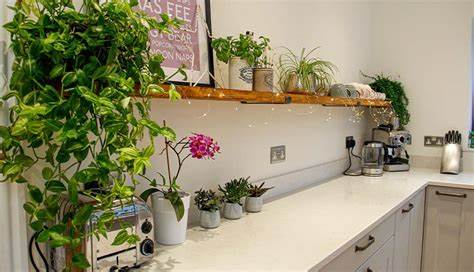 Add Indoor Plants